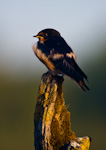 Barn Swallow